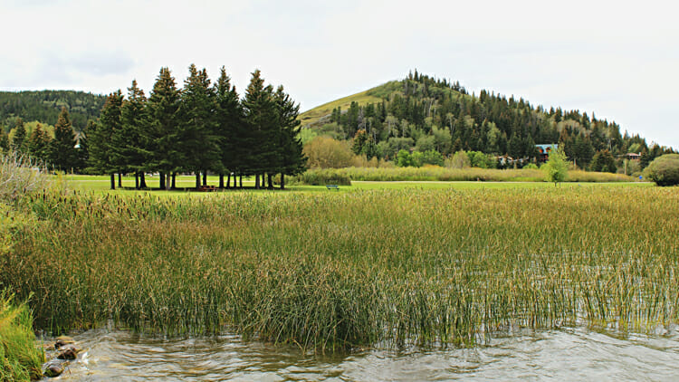 pass through cypress hills on a western canada road trip