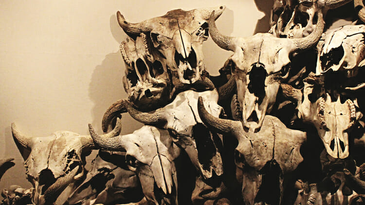 skulls at head-smashed-in buffalo jump