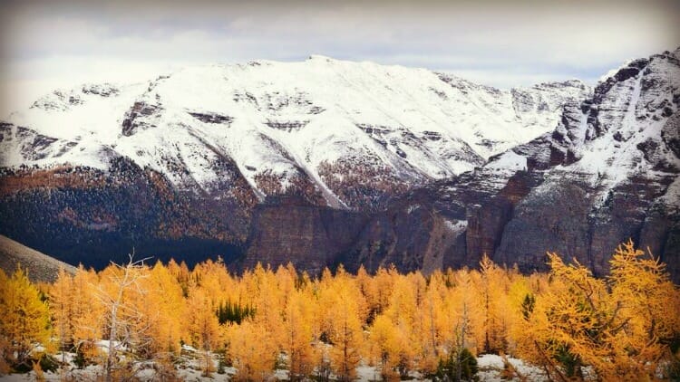 photo, image, larch valley, western canada photos