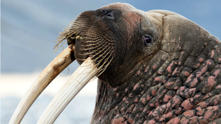 photo, image, walrus, best solo travel memories