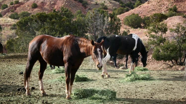 photo, image, horses, ghost ranch, new mexico road trip