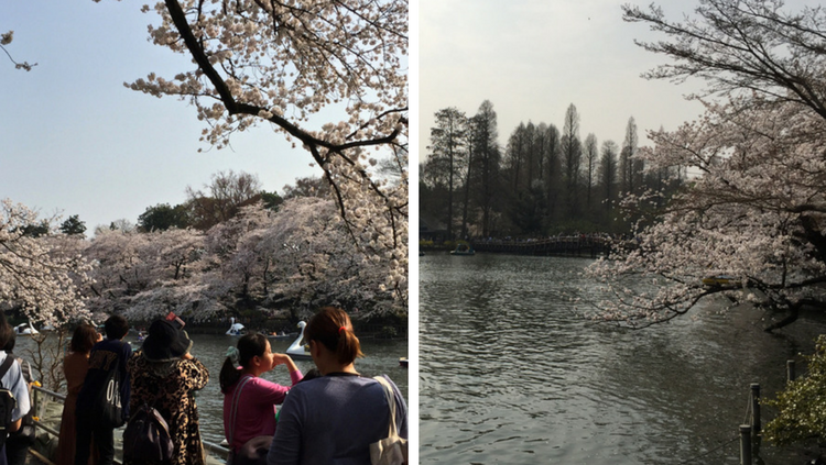 pond at  Inogashira Park