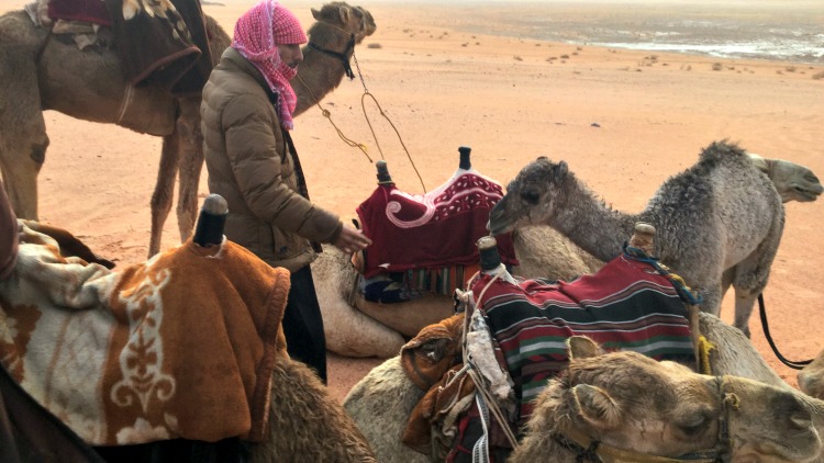 photo, image, camels, solo travel jordan