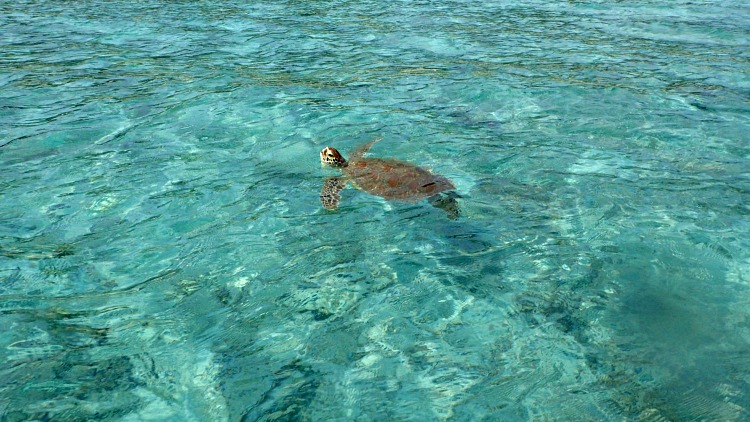 photo, image, turtle, zamami island