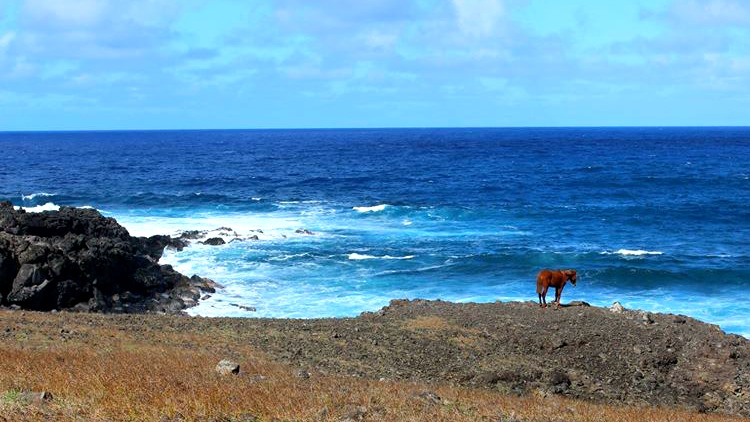 image, horse, easter island