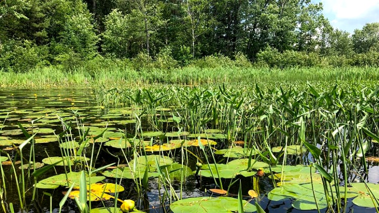 photo, image, water lilies, solo kayaking