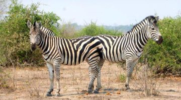 Pic of the Week: Meeting Zebras in Botswana