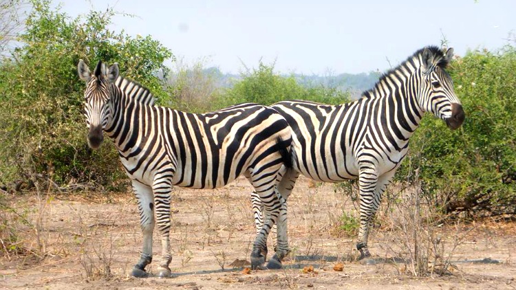 photo, image, zebras, chobe national park, botswana