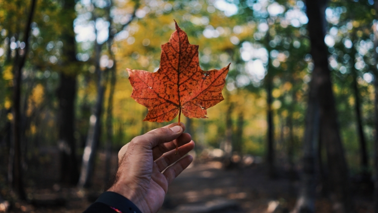 hand holding maple leaf in forest