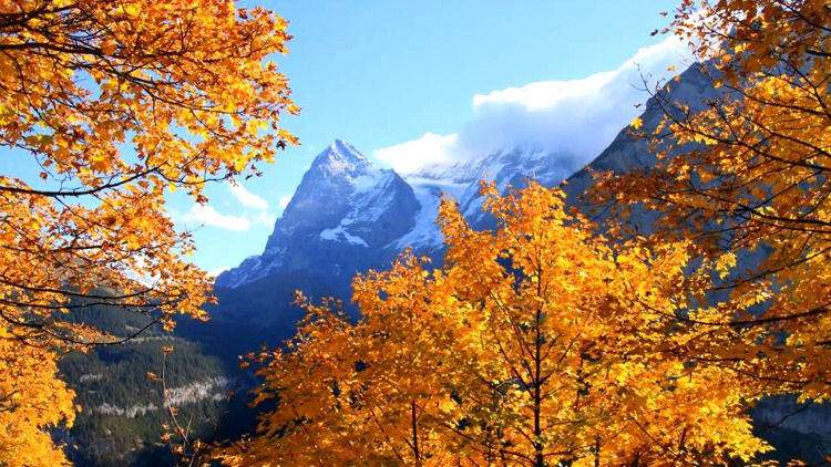 Colorful autumn trees with a mountain backdrop in this photo taken in Switzerland while on a trip to Europe.