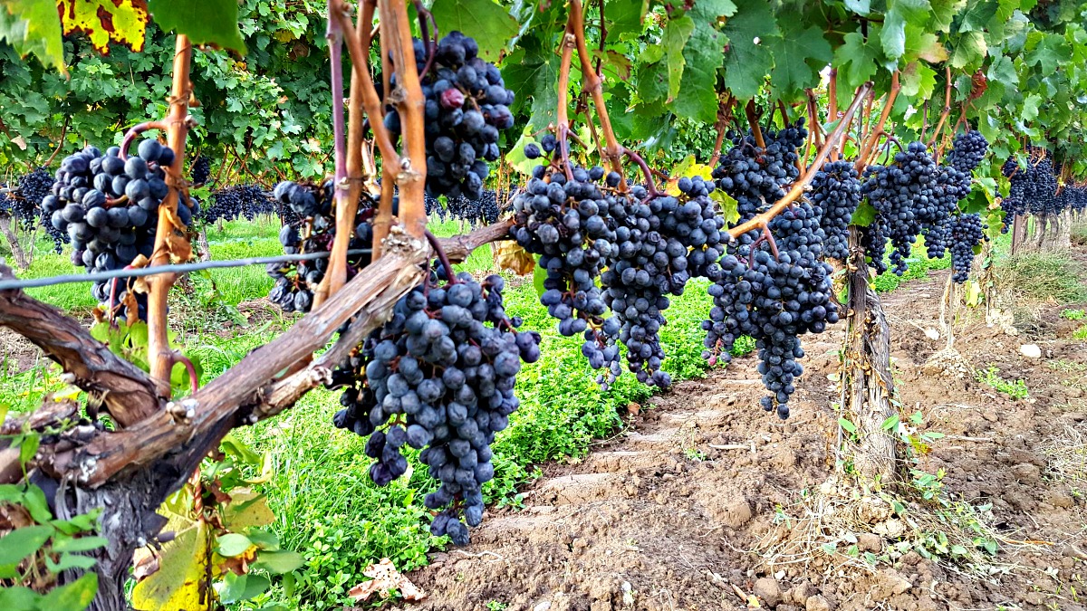 photo, image, grapevines, solo travel themes