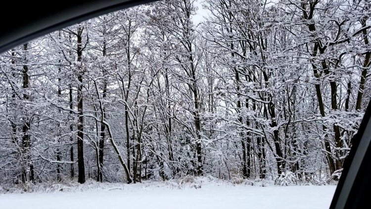 photo, image, snowy trees, port perry
