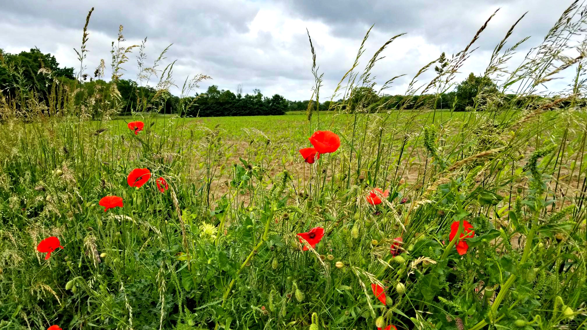 poppies growing in a field in auvers-sur-oises