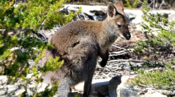 photo, image, kangarooo, solo australia road trip