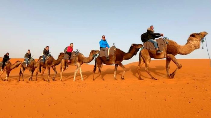 camels, sahara desert, morocco photos