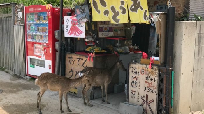 deer, miyajima