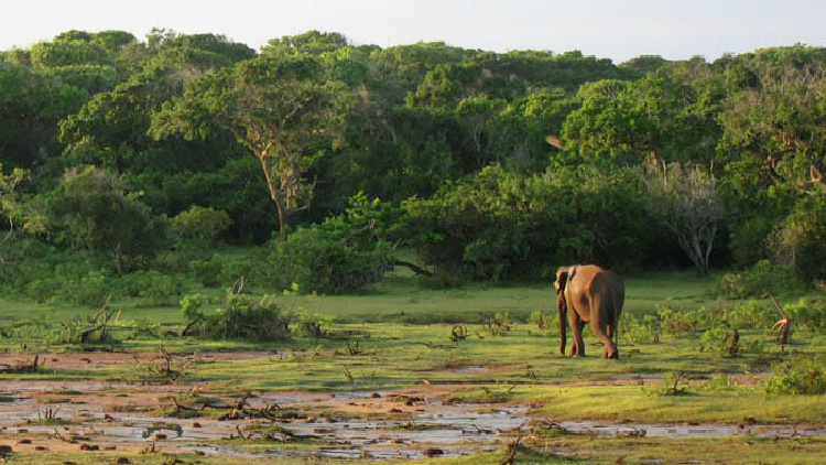 elephant, yala national park