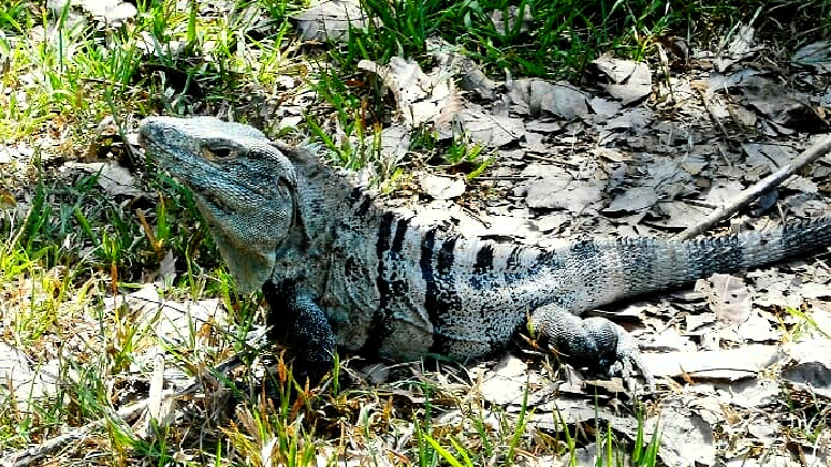 iguana, costa rica