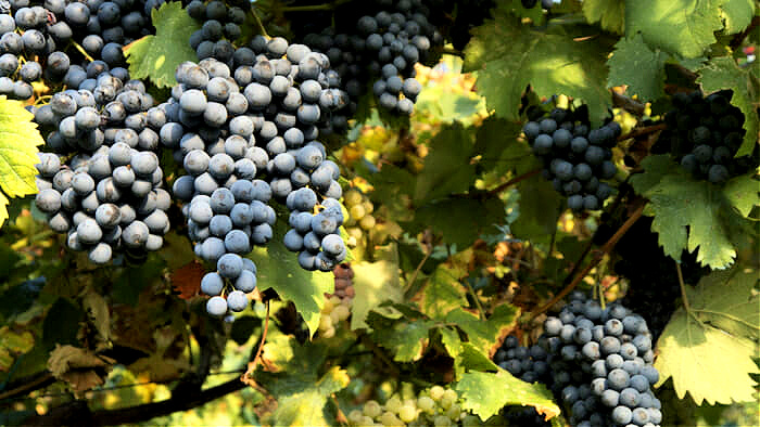 grapes, italy, culinary travel