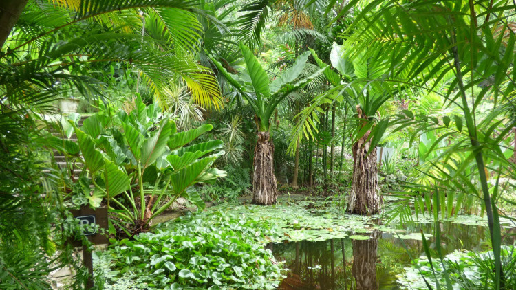 No solo trip to Barbados would be complete without a visit to the Andromeda Botanic Gardens.