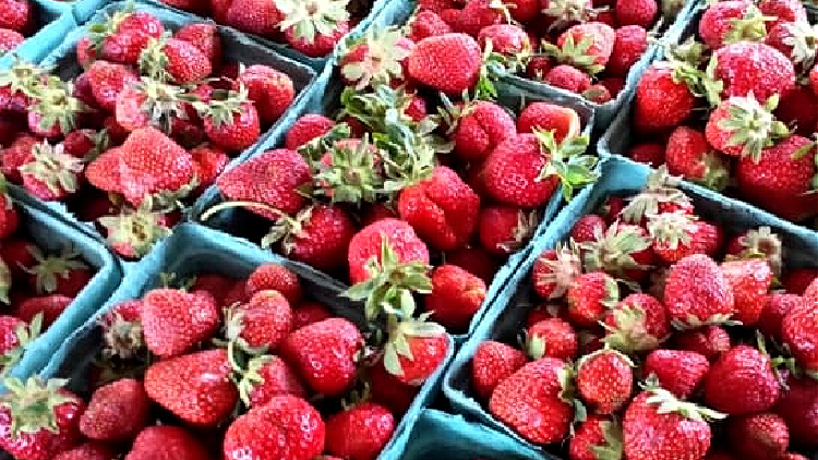 strawberries, canandaigua farmers market, culinary travel