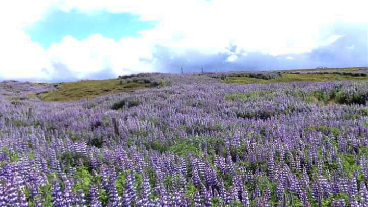lupine, iceland, round the world solo