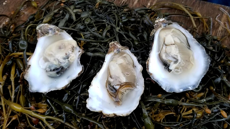 sick solo travel, oysters