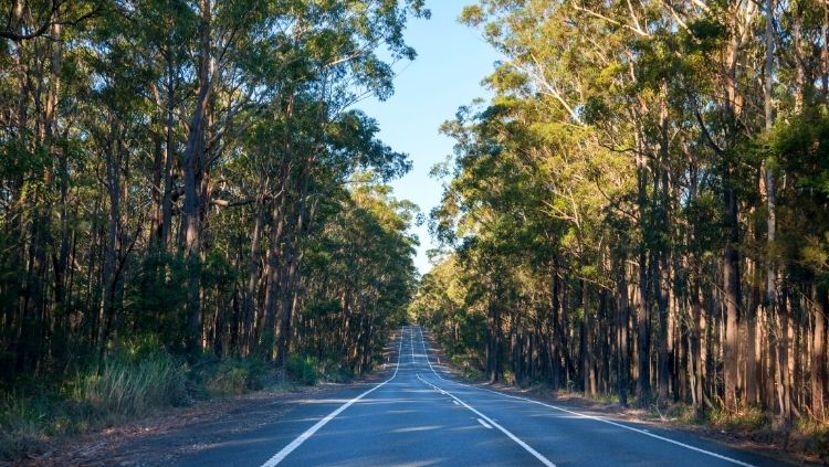 drving along a tree lined road on a solo road trip