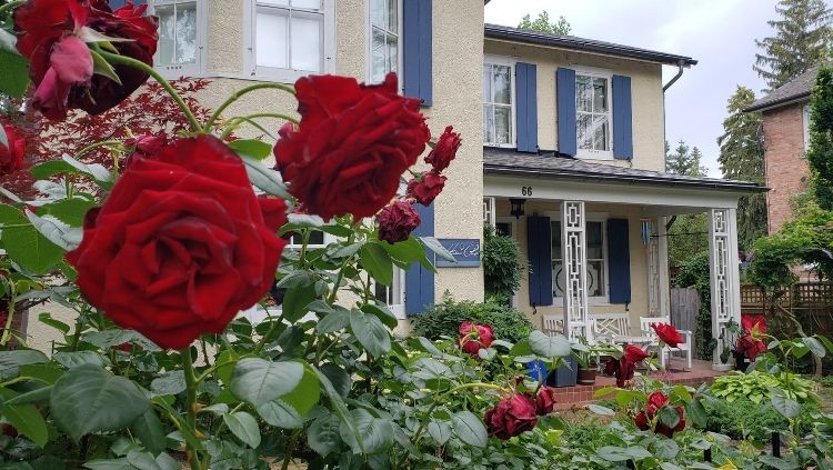 Antiga casa em Niagara-on-the-Lake cercada por rosas vermelhas