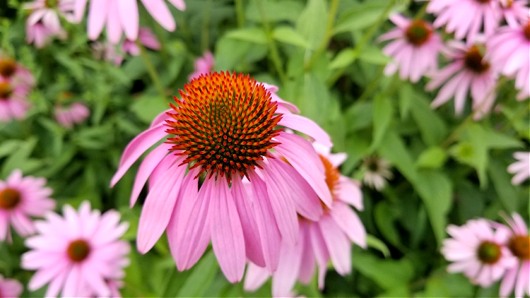 My first post-pandemic solo travel  involved discovering these echinacea flowers.