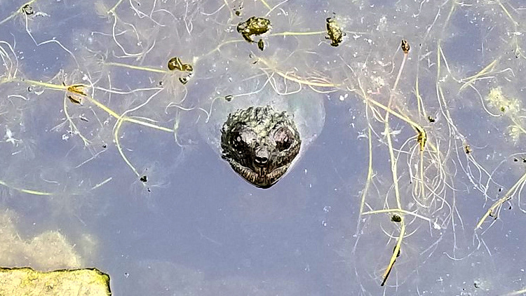 Turtle in a pond.
