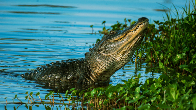 Traveling off the beaten path in florida, you may have the chance to take a selfie with an alligator.