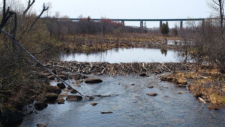 Beaver dams on St. Marys River