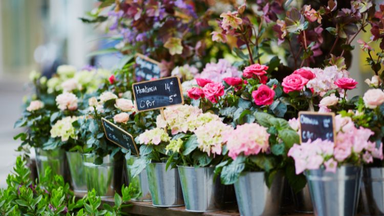 the markets of paris are a delight to wander through when you travel solo paris on a budget