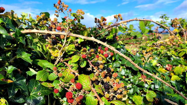 If you solo travel Ireland, look for the wild blackberries.