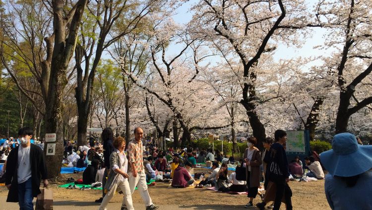 tokyo cherry blossom season