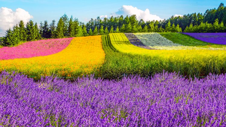 Image of flowers in bloom in Furano Japan, a destination recommended for summer solo travel