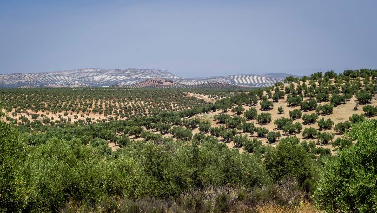 Favorite travel memories include driving through Spain with these olive trees in bloom