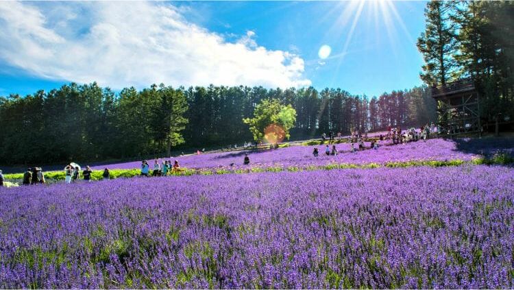 field of lavender