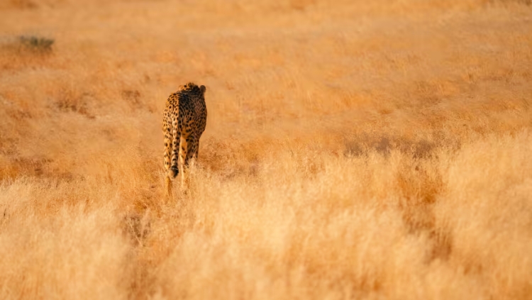 wildlife is a big part of travel to namibia