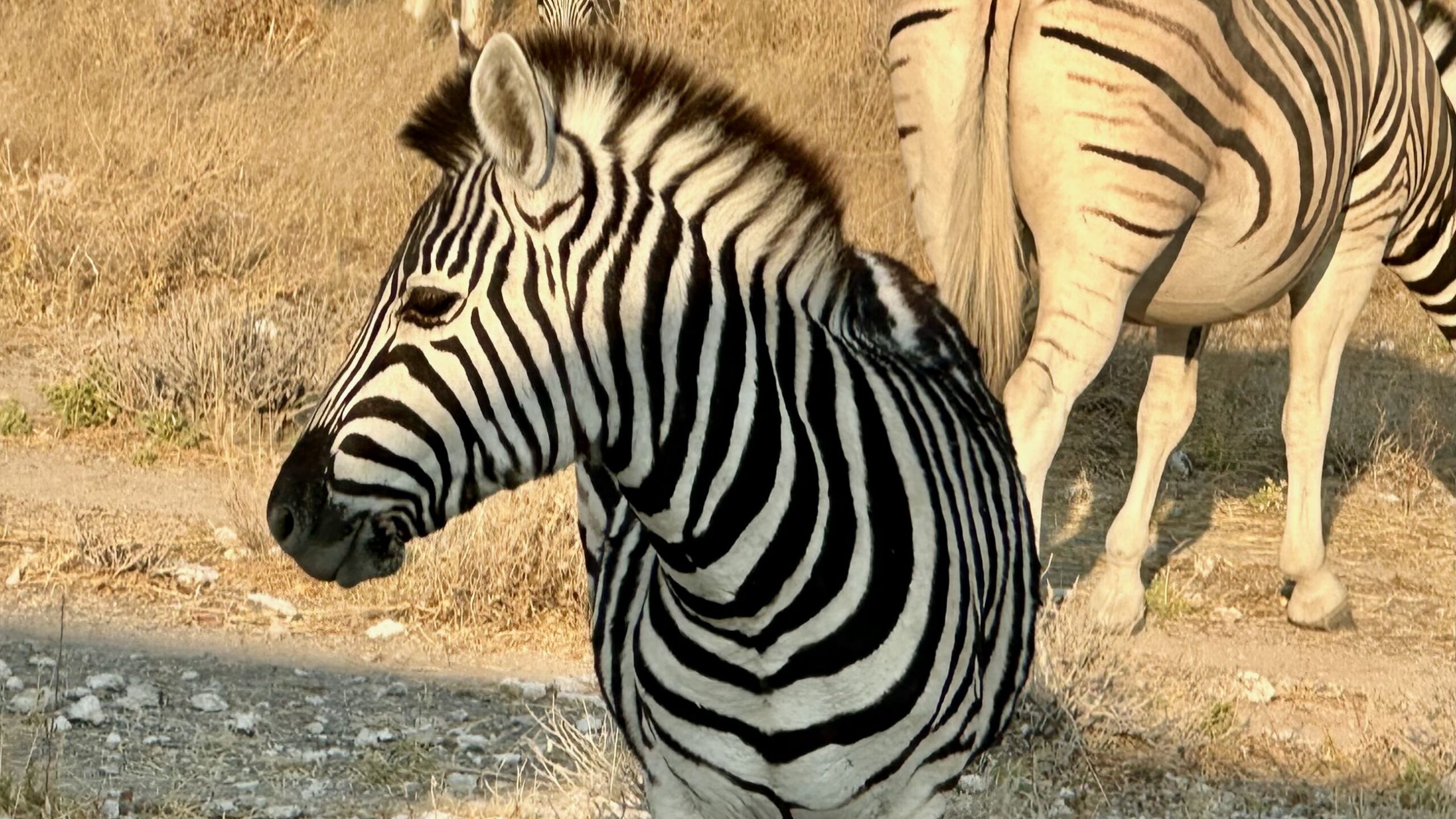 Namibian Safari in Photos: Meet Some of the Extraordinary Animals